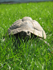 front turtle