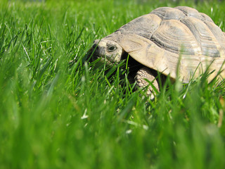 turtle coming!