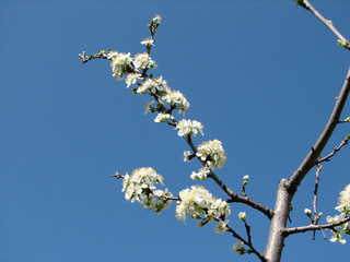 flower in the sky