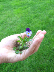 hand and flower
