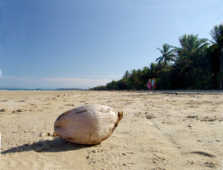 kokosnuss am strand