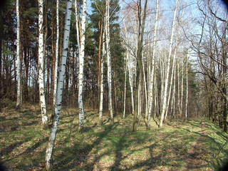 birken-w&auml;ldchen