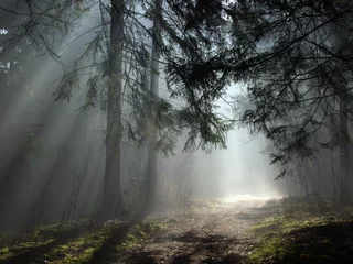 Foto op Plexiglas early morning at forest © Aleksander Bolbot