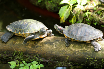 zwei schildkröten