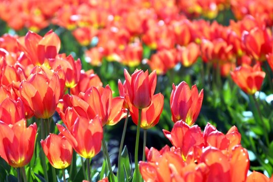 tulips on fire