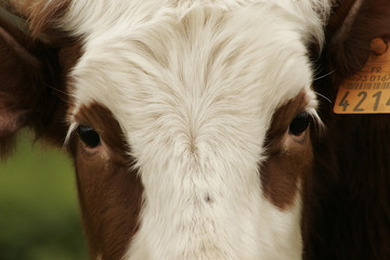 portrait d'une jeune vache abondance