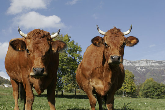 deux vaches tarine en gros plan