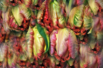 Fototapeta premium tulipes-perroquet