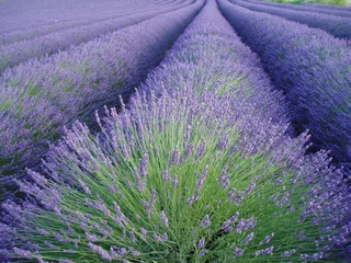 Foto op Plexiglas lavendelvelden © christian rycx