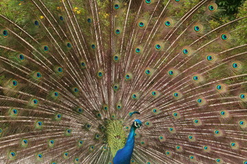 Naklejka premium peacock