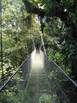 cloud forest bridge