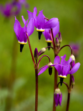 shooting stars - oregon wildflowers