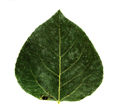aspen leaf