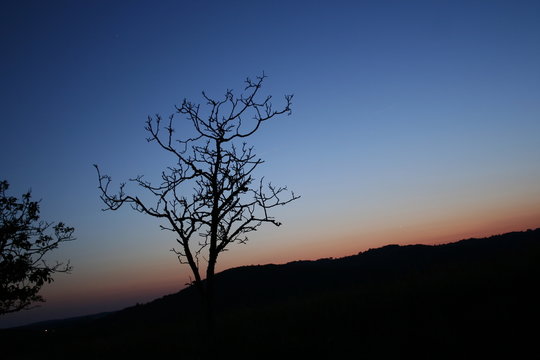 a tree in the sunset