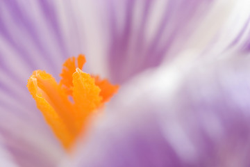 crocus macro