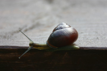 schnecke auf empfang