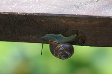 schnecke auf pirsch