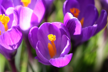 crocus aquarelle