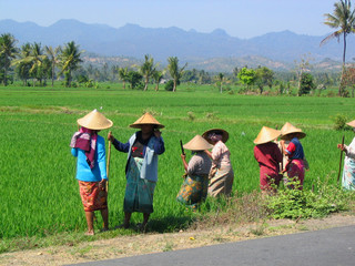 ouvriers dans la rizière