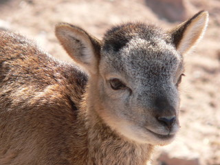 portrait d'un jeune mouflon corse