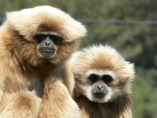 gibbons à mains blanches