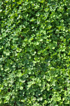 frame filled with sunny clover in a field