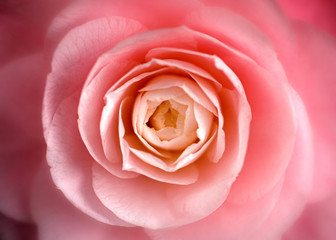 Fototapeta na wymiar camellia