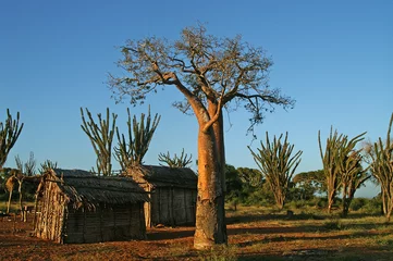 Fotobehang Baobab baobab