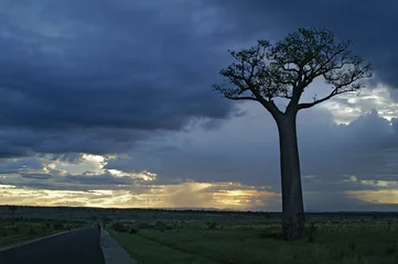 Foto auf Acrylglas Baobab Baobab