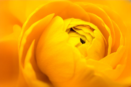 ranunculus