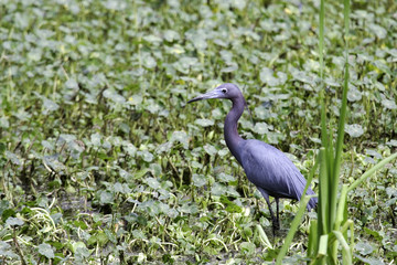 little blue heron (egretta caerulea)