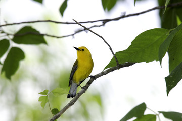 prothonotary warbler (protonotaria citrea)