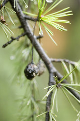 il pleut sur le jardin