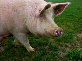 cochon 2