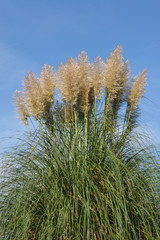 pampas grass