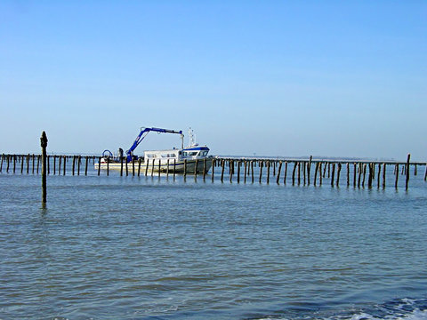 mytiliculture sur bouchots