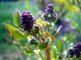 lilac buds2