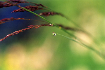 bead in grass 1