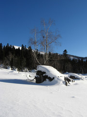 birch in stone