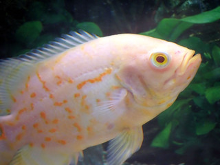 albino oscar