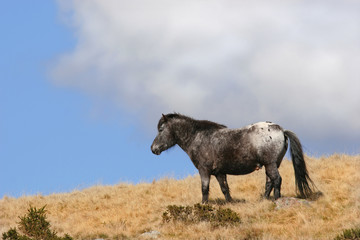 wild stallion