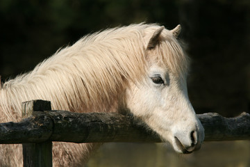 peaceful pony