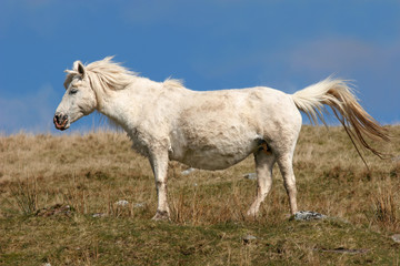 Obraz na płótnie Canvas pony w ciąży