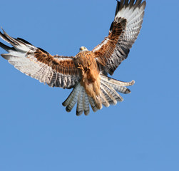 eagle approaching