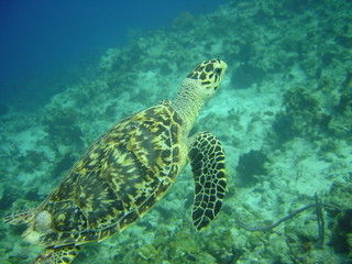 Obraz na płótnie Canvas swimming turtle