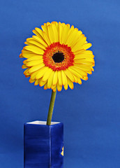 blue and yellow