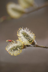 Obraz premium frühlingsboten