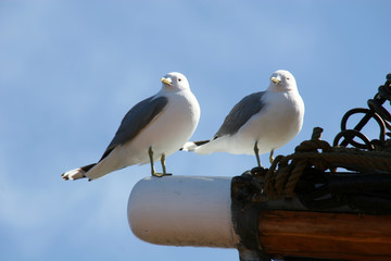 neugierige möwen im hafen