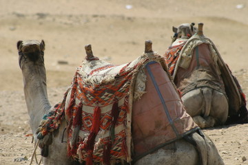 pair of camels at giza