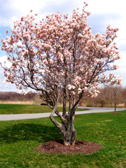 arbre de magnolia